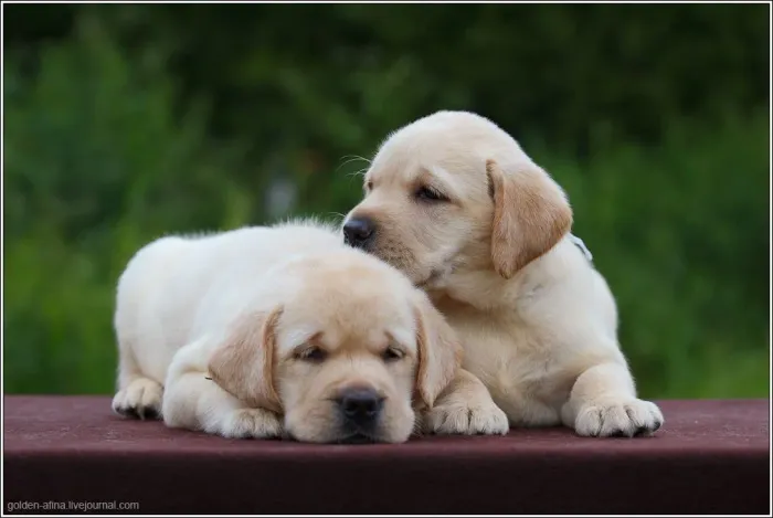 Filhotes De Labrador - De Um Lar A Um Filhotes E Receba Amor Para Sempre