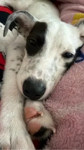 Cachorrinha