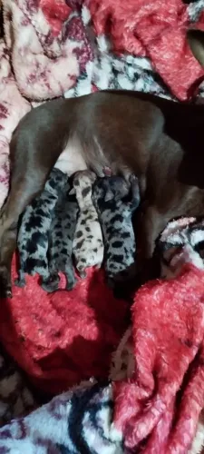 Animais 