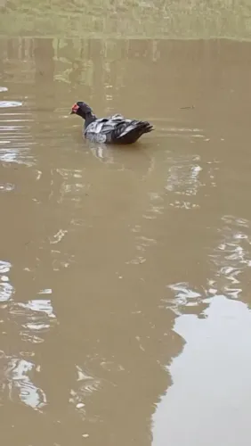 Pato chocolate