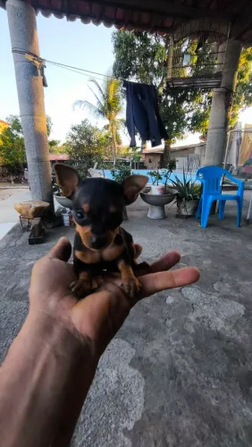 Filhotes de pinscher miniatura 