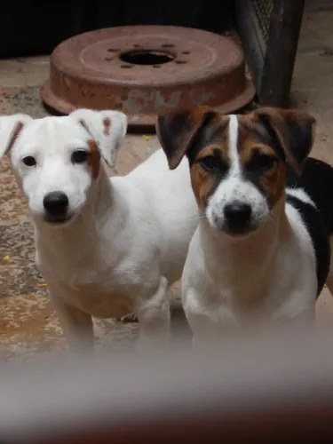 Filhote Jack Russell Terrier
