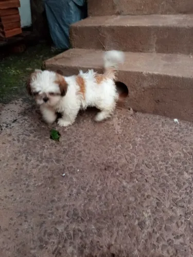 vendo essa linda filhote de shitzu com 3 meses de vida, já come ração seca.