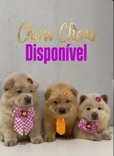 Filhotes CHOW CHOW