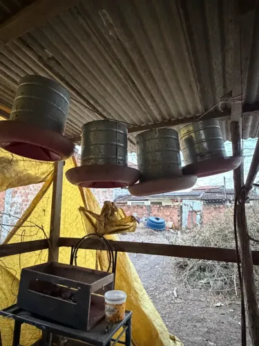 Vendo comedouro de frango e uma campânula 
