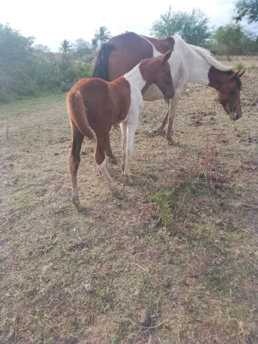 Potra Paint horse