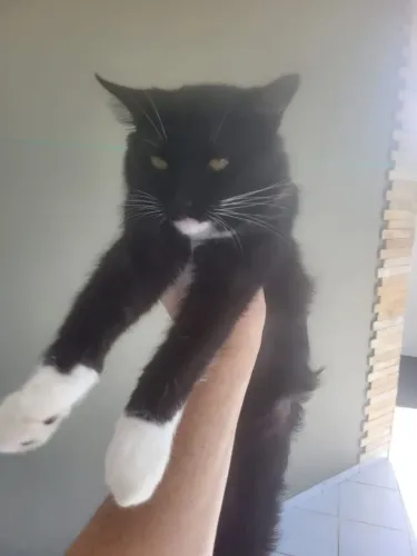 LINDO GATINHO FRAJOLINHA