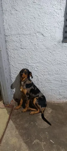 Doação Vira lata 6 meses 
