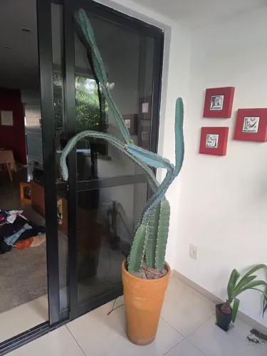 Cacto gigante