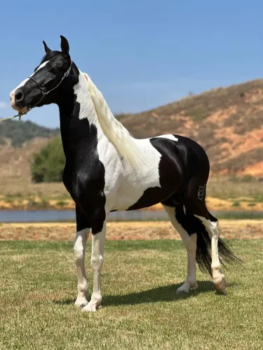 Cavalo Mangalarga