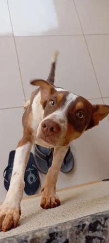 Cachorro