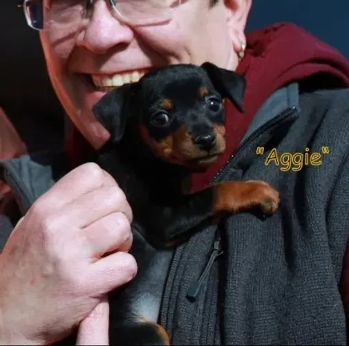 Cachorro filhote Pinscher/ Pincher super dócil e muito brincalhão