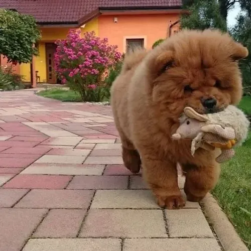 Chow chow lindo filhote