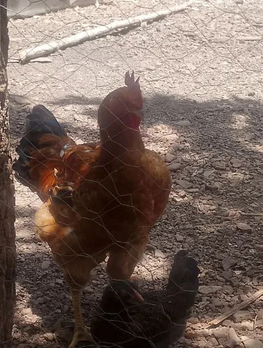 Vendo dois frangos de corte 65,00 cada um deles