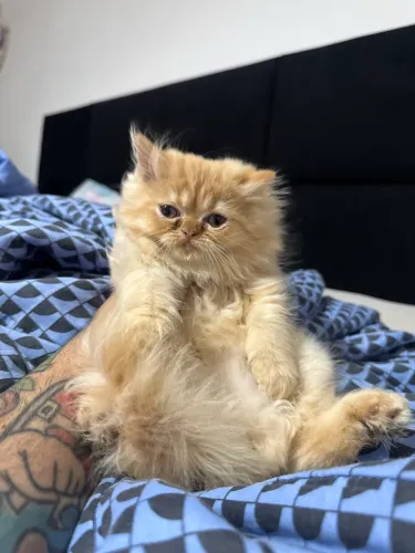 Filhote de Gato Persa c/Pedigree ( Fêmea ) Alto Padrão