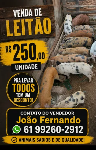 Leitão extremamente saudáveis , a pronta entrega ..