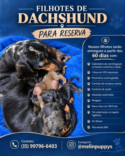Filhotes de dachushund (salsichinhas)