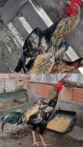 Galo carioca 