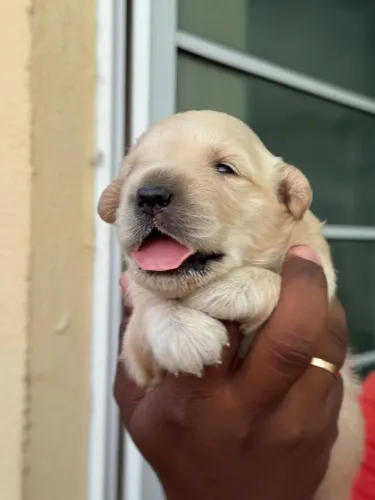 Cachorro 