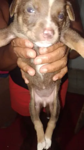 Vende-se pinscher numero 1 fêmea