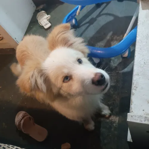 Troco filhote de border collie por filhote de porte pequeno
