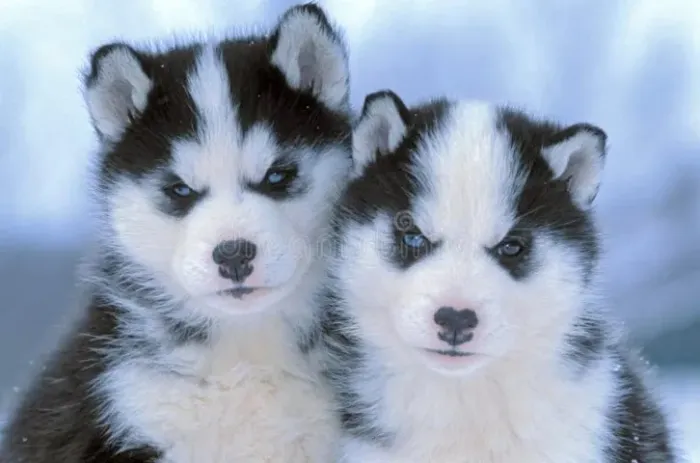 Husky siberiano com otima linhagem 