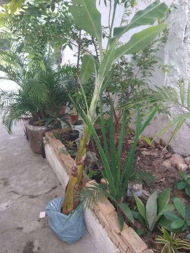 Bananeira 2 metros prata Orgânica