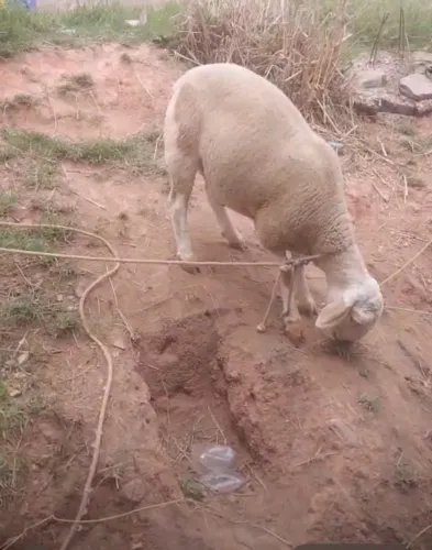 Vendo ovelhas