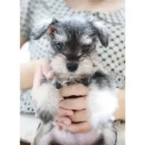 Schnauzer já disponível imediatamente