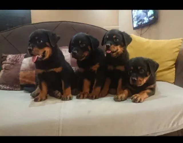 Rottweiler Um cachorrinho assim deixa qualquer lar mais acolhedor