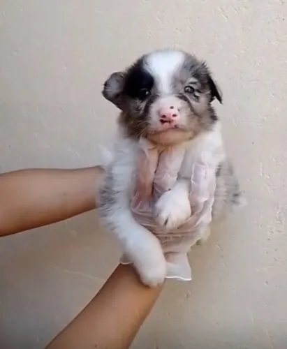 ? Border Collie | Filhotes Criados com Carinho e Excelente Socialização