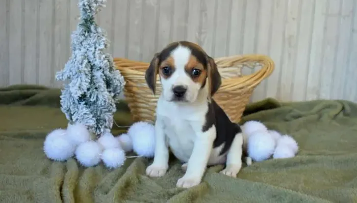 Filhotes de Beagle Lindos - Venha Escolher o Seu!