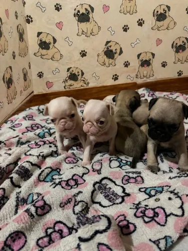 Pug exótico Albino  fêmea 