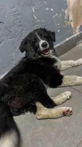 Border Collie