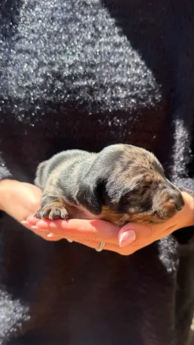 Dachshund macho a venda!!