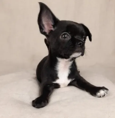 Chihuahua macho preto e branco
