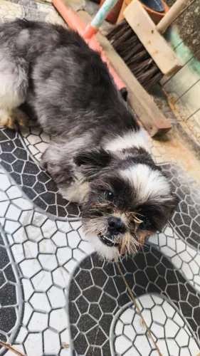 ? 3 cachorrinhos estão procurando uma família para chamar de sua!