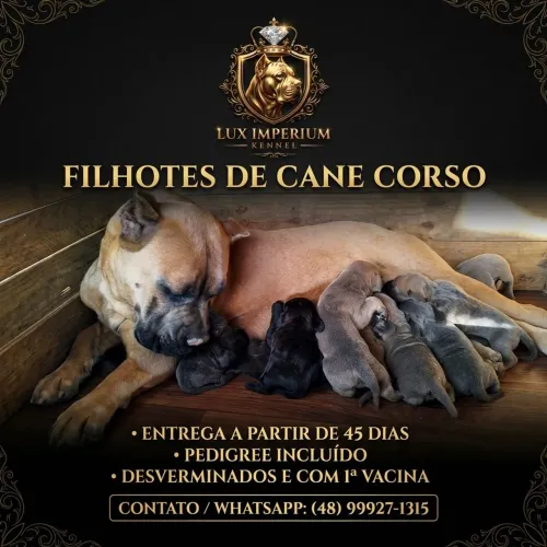 Filhotes de CANE CORSO