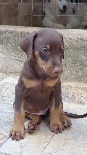  Filhotes Doberman de linhagem Europeia 
