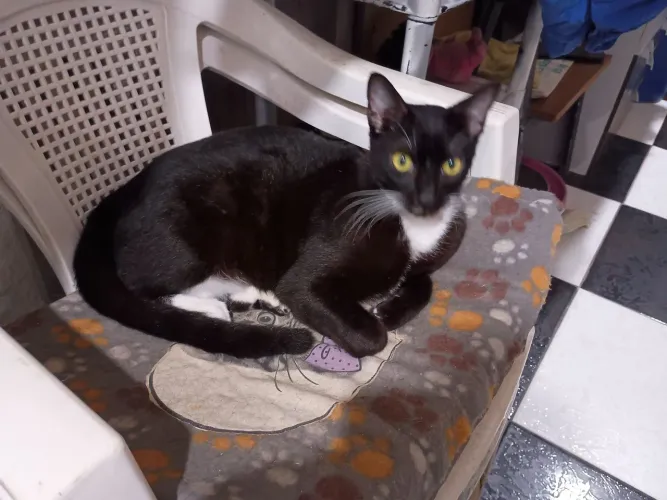 Gatinho frajola