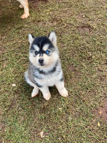 Husky Siberiano,Husky Siberiano Filhote Amoroso com Beleza Marcante e Energia