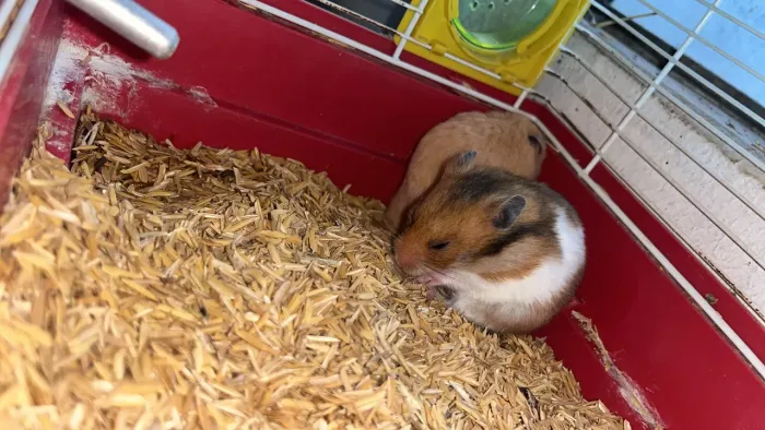 Hamister sírio