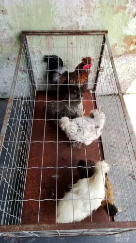 4 Sedosas e 1 macho Sedosa 
