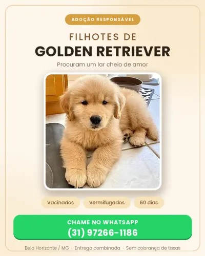 Golden Retriever - Doacao
