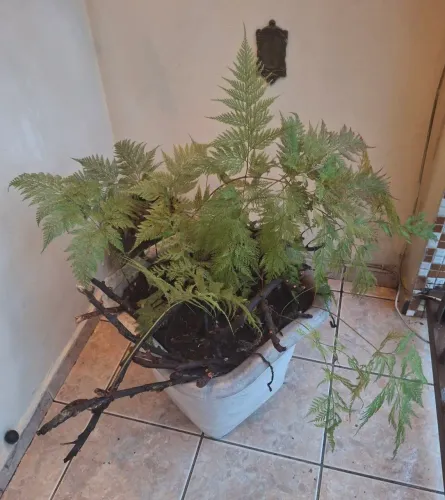 Samambaia Renda Portuguesa, natural.