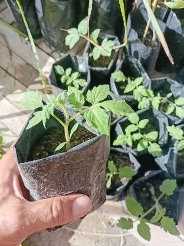 Mudas de Tomate