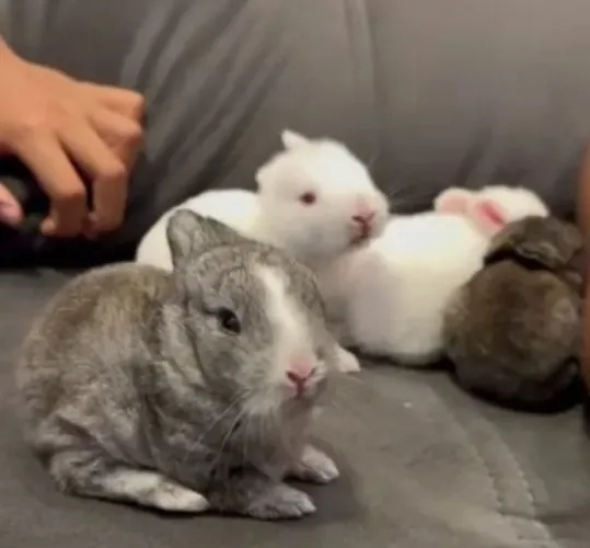 Coelhinhos