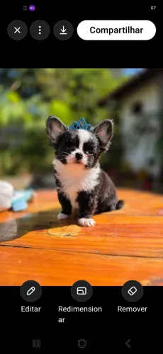 Chihuahua Machinho