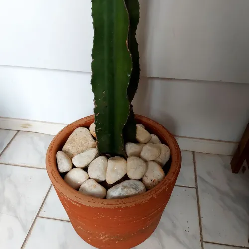 Cacto no vaso