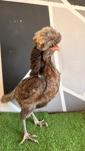 Galinha polonesa